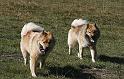 Legro mit Lasca
